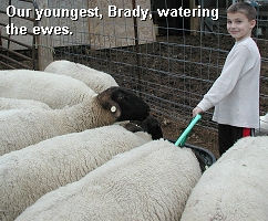 Watering Ewes