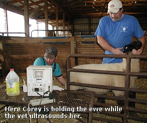 Ultrasounding Ewes