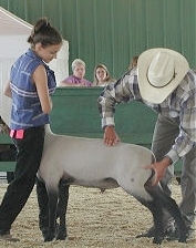Showing Wether at County Fair